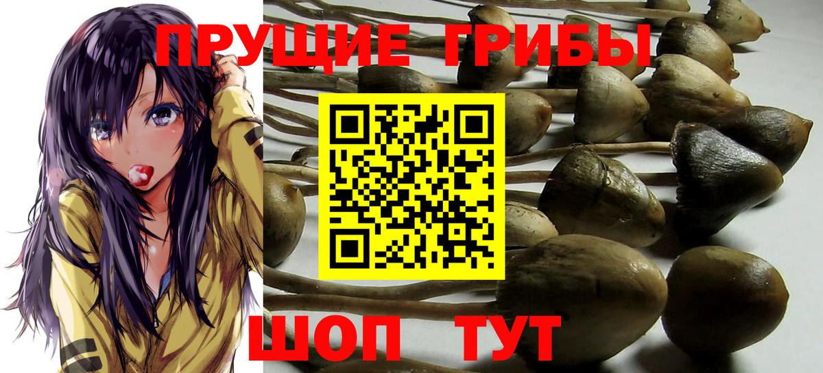 Псилоцибиновые грибы Cubensis Домодедово